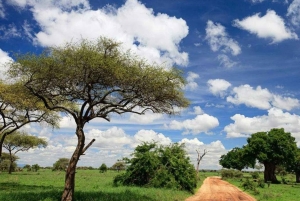 Arusha: 3-dniowa wycieczka do Parku Narodowego Tarangire i jeziora Natron