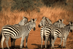 Arusha: 3-dniowa wycieczka do Parku Narodowego Tarangire i jeziora Natron