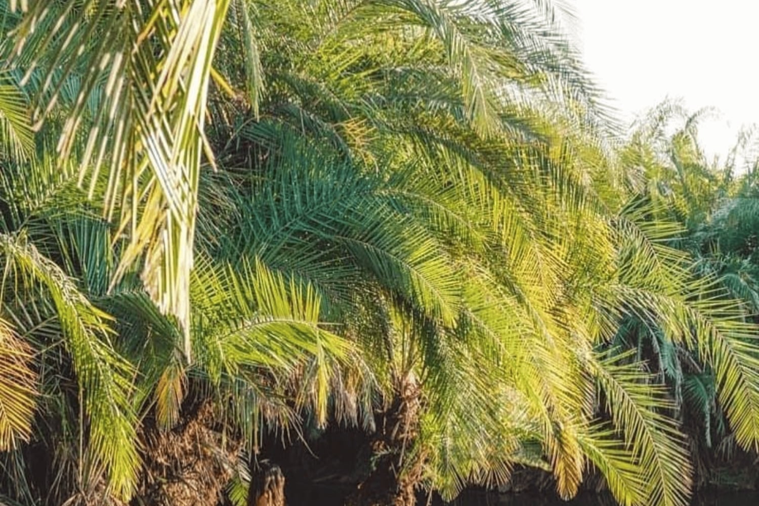 Arusha: 3-Day Tarangire Safari & Kikuletwa Hot Springs