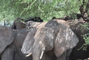 Arusha:3 Days Safari to Tarangire, Ngorongoro & Lake Manyara