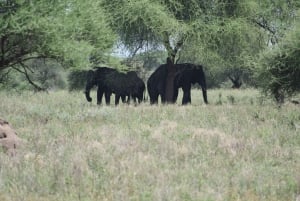 Arusha:3 Days Safari to Tarangire, Ngorongoro & Lake Manyara