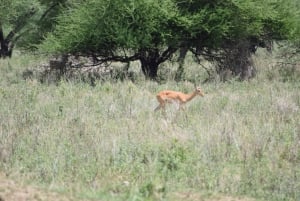 Arusha:3 Days Safari to Tarangire, Ngorongoro & Lake Manyara