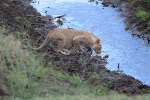 Arusha:3 Days Safari to Tarangire, Ngorongoro & Lake Manyara