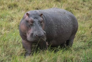 Arusha:3 Days Safari to Tarangire, Ngorongoro & Lake Manyara