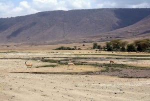 Arusha:3 Days Safari to Tarangire, Ngorongoro & Lake Manyara
