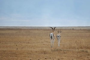 Arusha:3 Days Safari to Tarangire, Ngorongoro & Lake Manyara