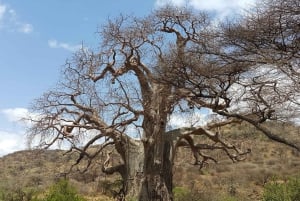 Arusha:3 Days Safari to Tarangire, Ngorongoro & Lake Manyara