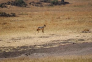 Arusha:3 Days Safari to Tarangire, Ngorongoro & Lake Manyara