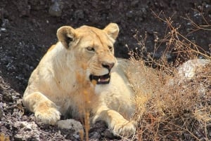 Arusha:3 Days Safari to Tarangire, Ngorongoro & Lake Manyara