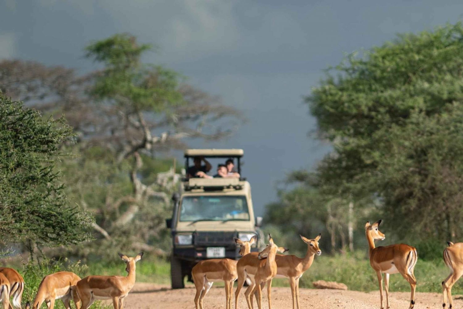 Arusha: 3 dages tur til Serengeti og Ngorongoro-krateret
