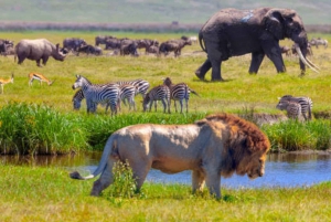 Arusha: excursão de 3 dias ao Serengeti e à cratera de Ngorongoro