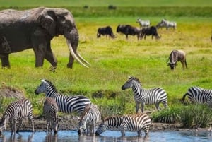 Arusha: excursão de 3 dias ao Serengeti e à cratera de Ngorongoro