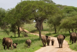Arusha: 3 giorni di emozionante safari nel Serengeti
