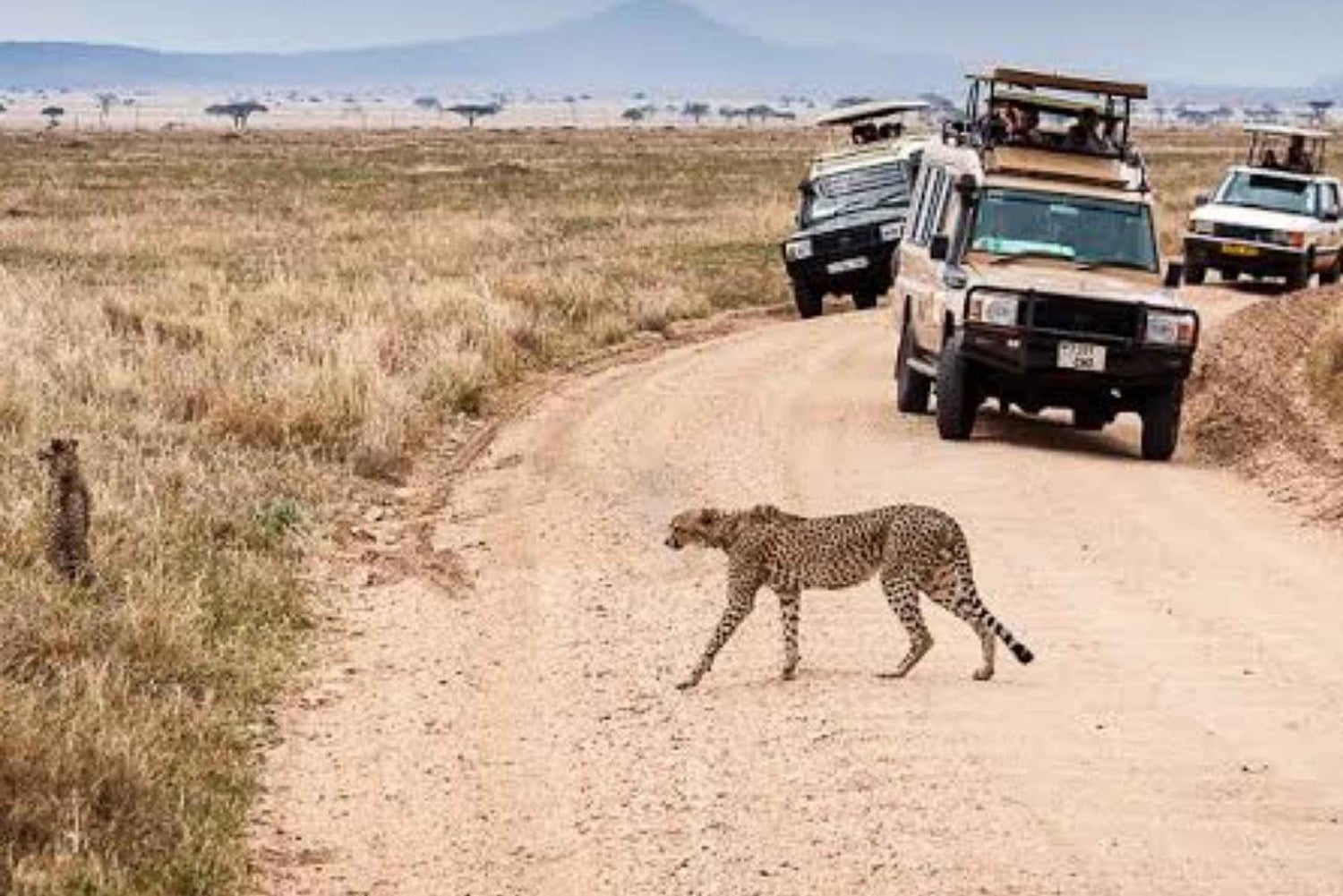 Arusha: 4-dagars safari med de fem stora och fantastisk ballongupplevelse