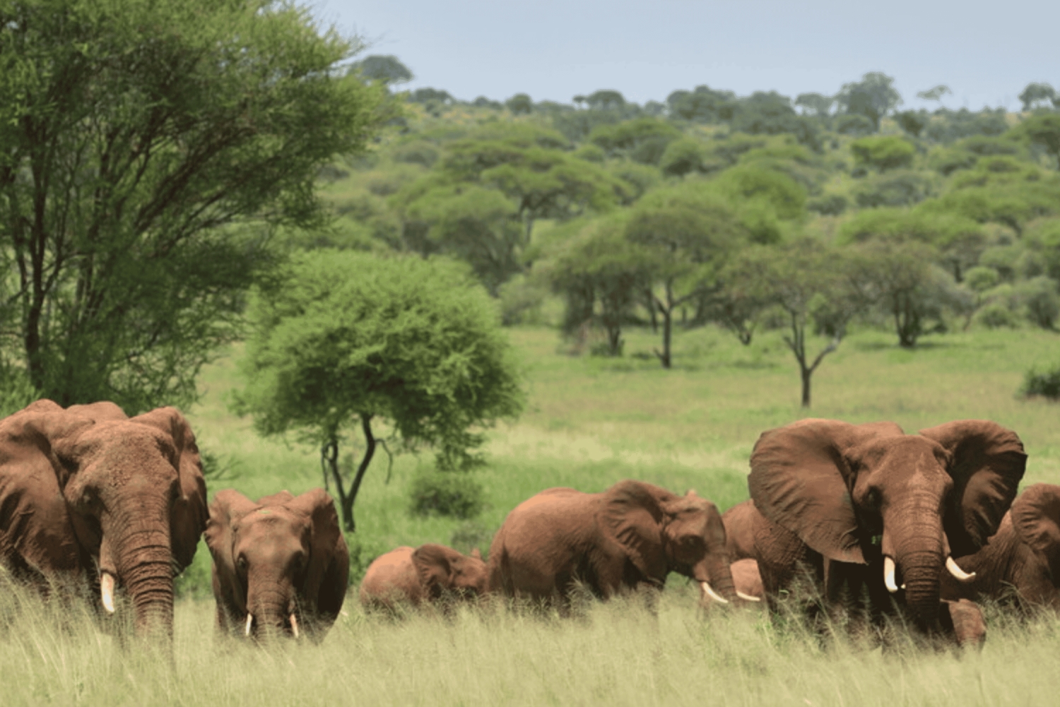 Arusha: safari de 4 días con acampada por los principales destinos del norte