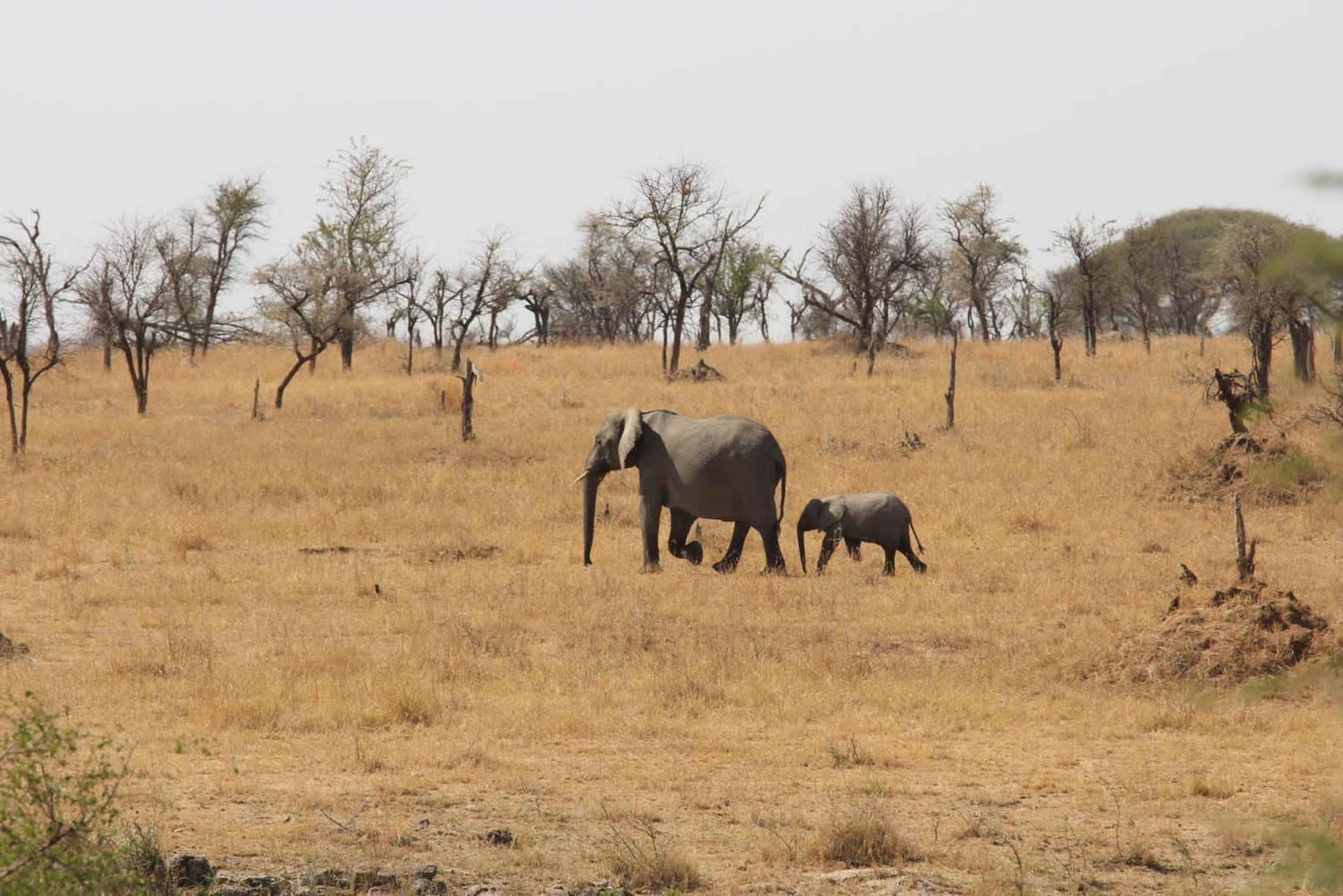 Arusha : safari de 4 jours en milieu de gamme avec hébergement
