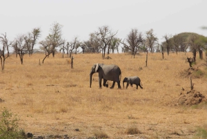 Arusha: 4-daagse safaritocht met accommodatie in het middensegment