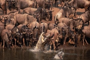 Arusha: 4-daagse safaritocht met accommodatie in het middensegment