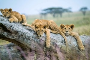 Arusha: safari de 4 días de gama media con alojamiento.