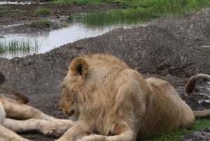 4-dages camping-safari i Serengeti og Ngorongoro