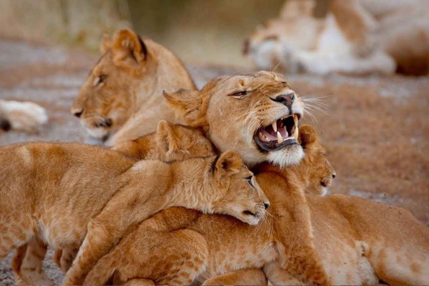 Arusha: Safári de 4 dias em Ngorongoro, Tarangire e Serengeti