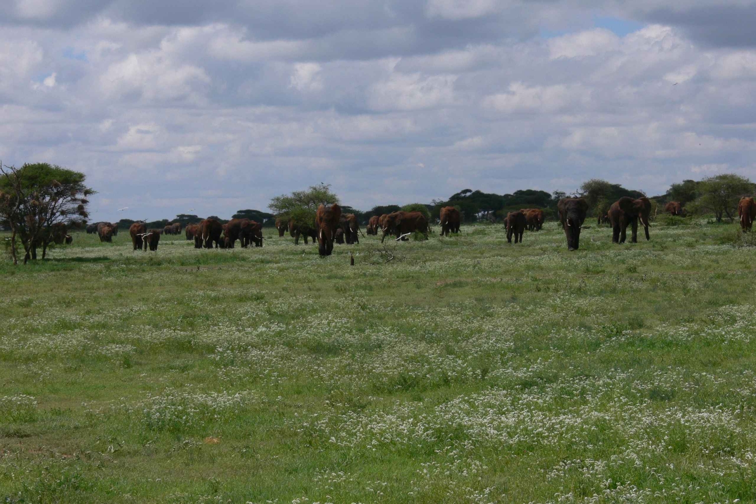 Arusha: safari de 4 días, Tarangire, Serengeti y Ngorongoro