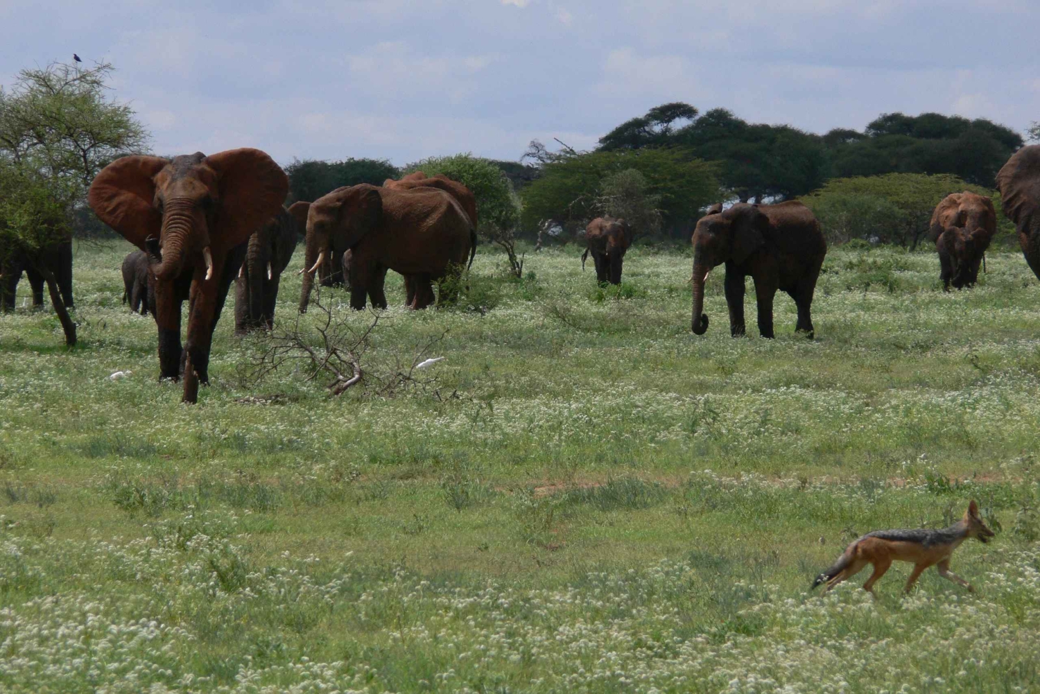 Arusha: safari de 4 días, Tarangire, Serengeti y Ngorongoro
