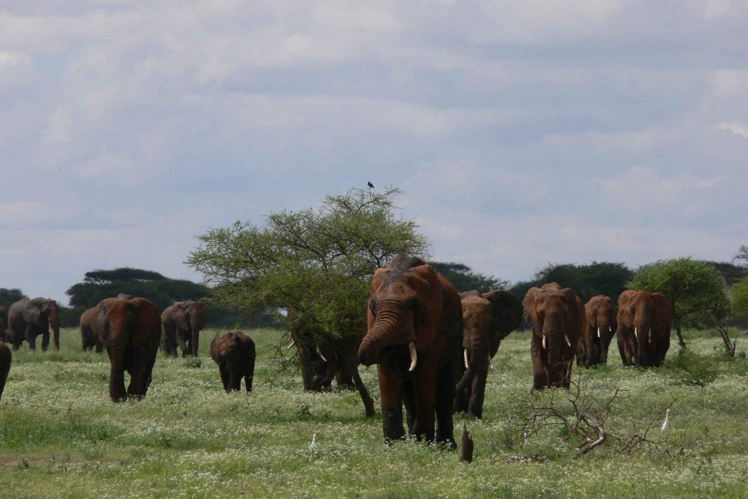 Arusha: safari de 4 días, Tarangire, Serengeti y Ngorongoro