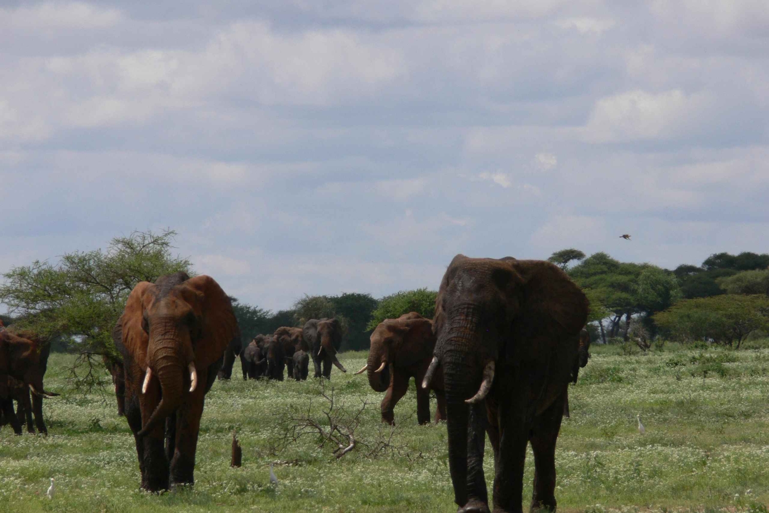 Arusha: safari de 4 días, Tarangire, Serengeti y Ngorongoro