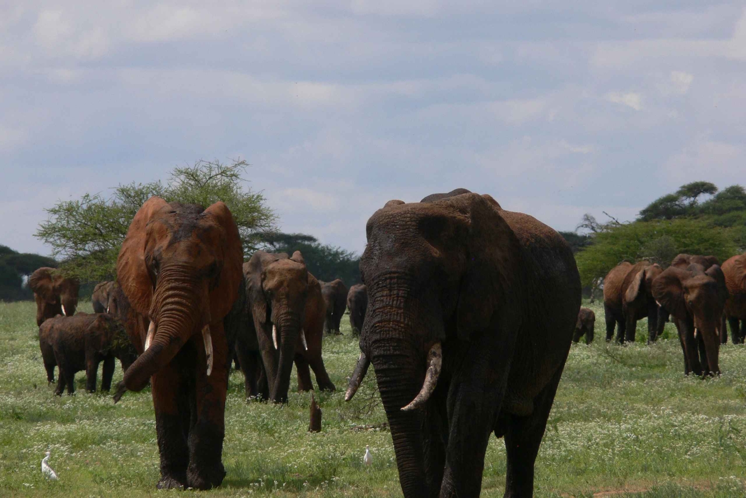 Arusha: safari de 4 días, Tarangire, Serengeti y Ngorongoro