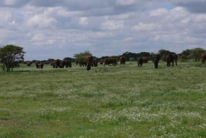 Arusha: safari de 4 días, Tarangire, Serengeti y Ngorongoro