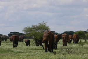 Arusha: safari de 4 días, Tarangire, Serengeti y Ngorongoro