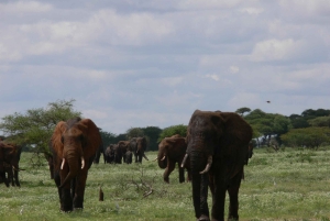 Arusha: safari de 4 días, Tarangire, Serengeti y Ngorongoro