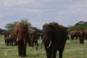 Arusha: safari de 4 días, Tarangire, Serengeti y Ngorongoro