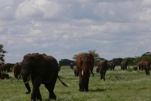 Arusha: safari de 4 días, Tarangire, Serengeti y Ngorongoro
