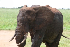 Arusha: safari de 4 días, Tarangire, Serengeti y Ngorongoro