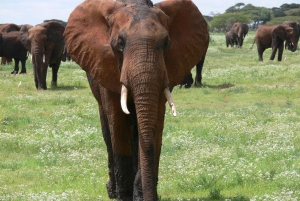 Arusha: safari de 4 días, Tarangire, Serengeti y Ngorongoro