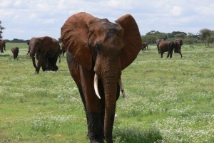 Arusha: safari de 4 días, Tarangire, Serengeti y Ngorongoro