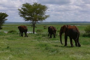 Arusha: safari de 4 días, Tarangire, Serengeti y Ngorongoro
