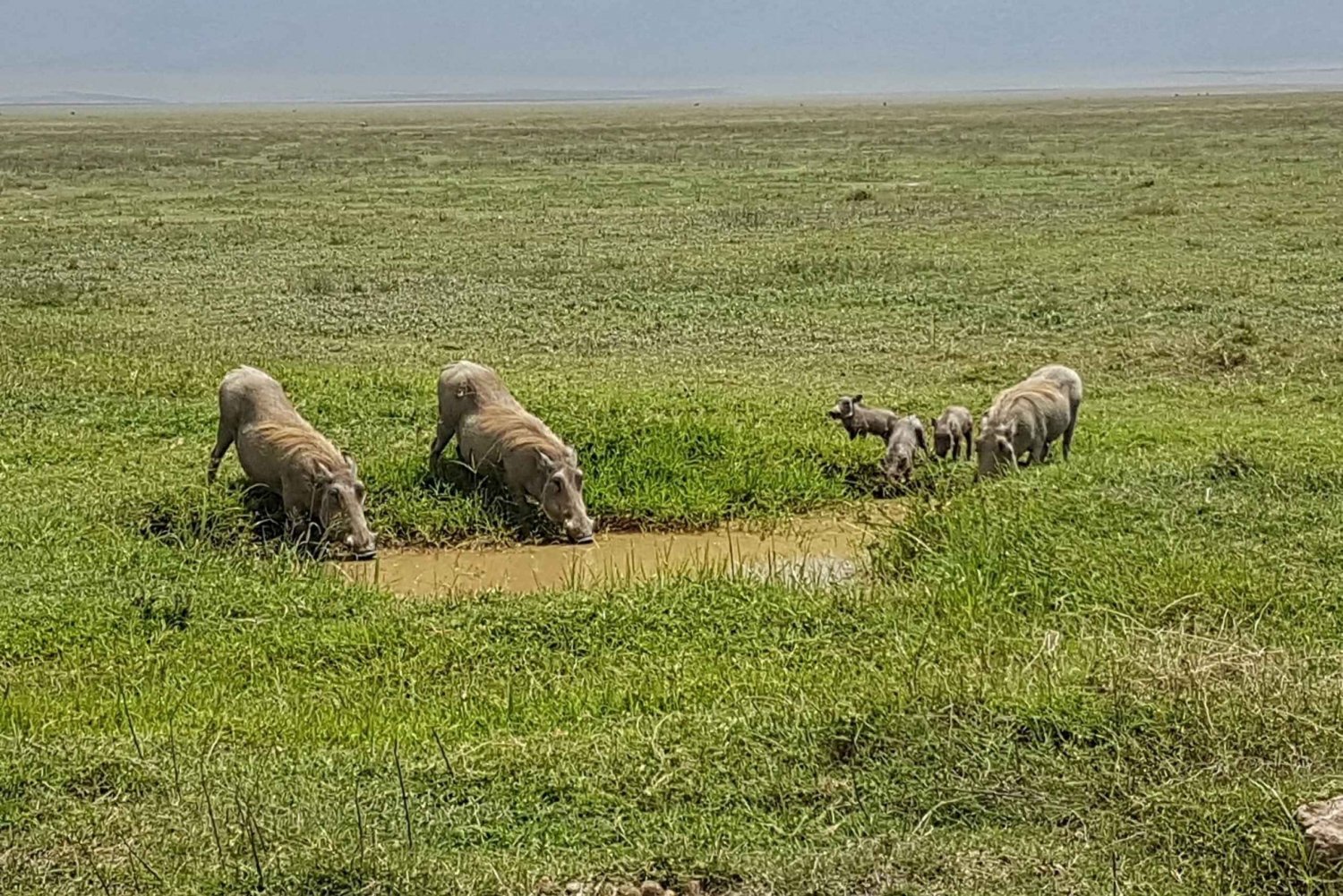 Arusha: 4-Day Serengeti and Ngorongoro Camping Safari