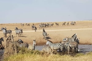 Arusha: 4-Day Serengeti and Ngorongoro Camping Safari