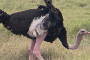 Arusha: 4 giorni di safari nel Serengeti e nel cratere del Ngorongoro