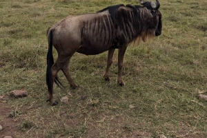 Arusha: 4 giorni di safari nel Serengeti e nel cratere del Ngorongoro