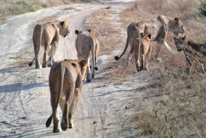 Arusha: 4 giorni di safari nel Serengeti e nel cratere del Ngorongoro