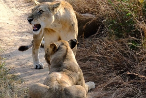 Arusha: 4 giorni di safari nel Serengeti e nel cratere del Ngorongoro