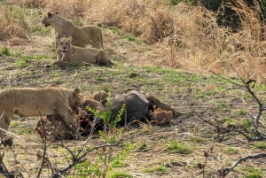 Arusha: 4 giorni di safari nel Serengeti e nel cratere del Ngorongoro