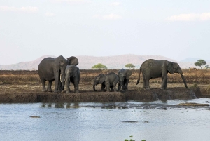 Arusha: 4 giorni di safari nel Serengeti e nel cratere del Ngorongoro