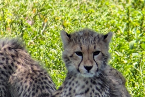 Arusha: 4 giorni di safari nel Serengeti e nel cratere del Ngorongoro