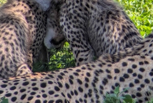 Arusha: 4 giorni di safari nel Serengeti e nel cratere del Ngorongoro