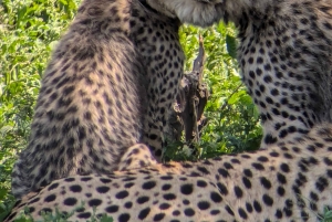 Arusha: 4 giorni di safari nel Serengeti e nel cratere del Ngorongoro